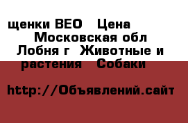 щенки ВЕО › Цена ­ 16 000 - Московская обл., Лобня г. Животные и растения » Собаки   